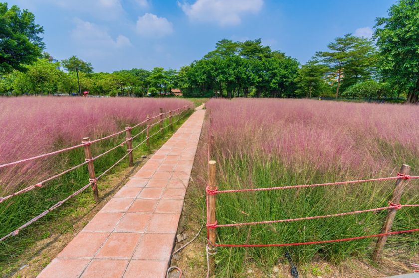 三水芦苞粉黛乱子草花海游玩攻略