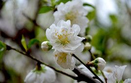 福州赏花景点