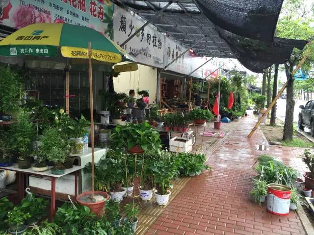 福州新花鸟市场攻略