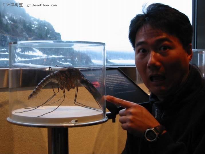 世界上最大的蚊子是什么?有多大?(图)
