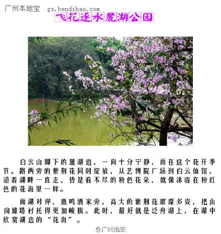 2015年广州赏紫荆花好去处盘点 广州6个紫荆花集中点