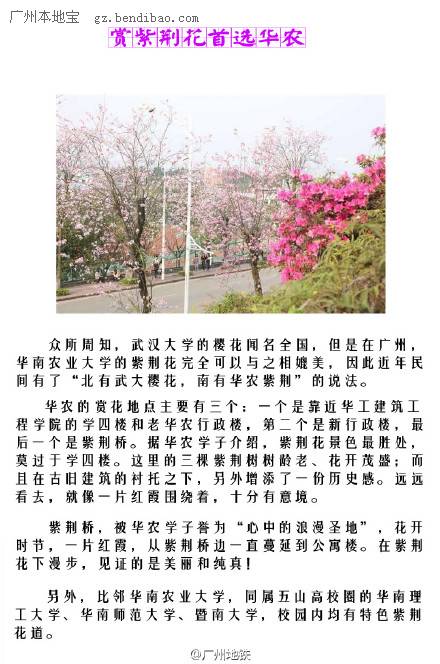 2015年广州赏紫荆花好去处盘点 广州6个紫荆花集中点