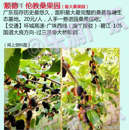 桑果成熟的季節(jié)到了 2023廣州周邊摘桑果好去處
