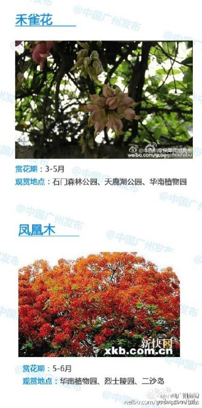 2016广州赏花攻略 全年赏花时间及地点一览