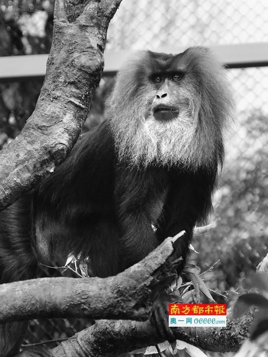 广州哪个公园可以看猴子?广州看猴子三公园推