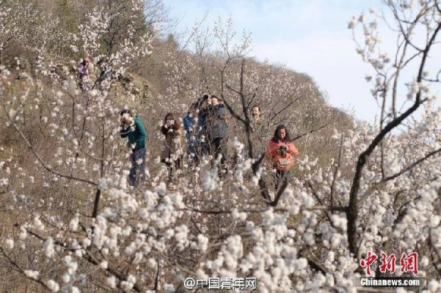 北京居庸关花海关闭 因游客不文明至列车停运