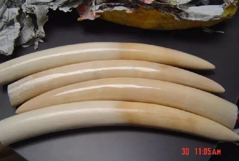 象牙虽锋利,大象只因可有可无的装饰品一次次倒下.
