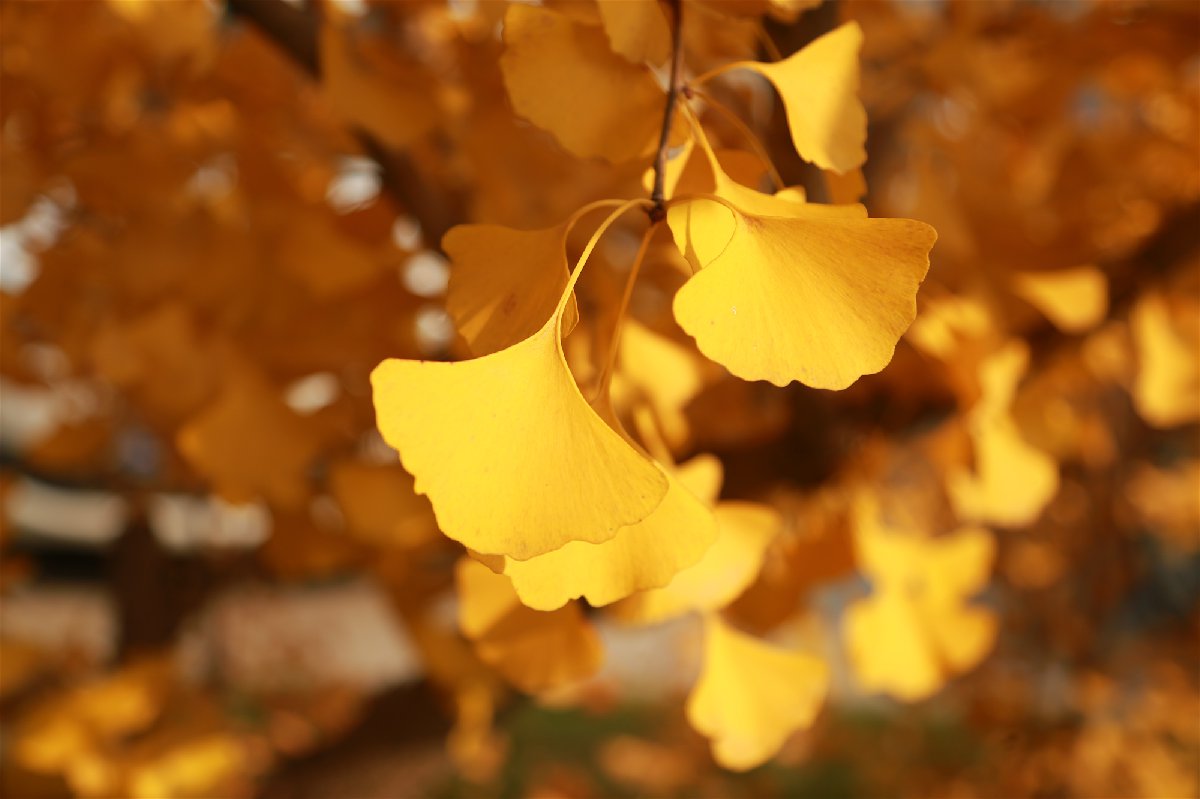 秋天的银杏树最有味道|摄影|人文/纪实摄影|千羽帆 - 原创作品 - 站酷 (ZCOOL)