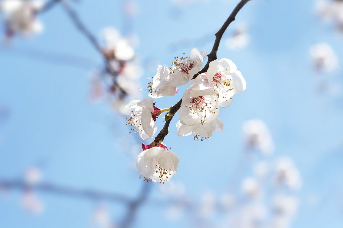 2020广州从化锦洞桃花节（时间+地点）一览