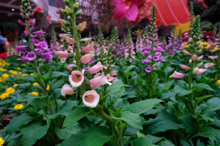 2020春节广州文化公园迎春花会有什么好玩的