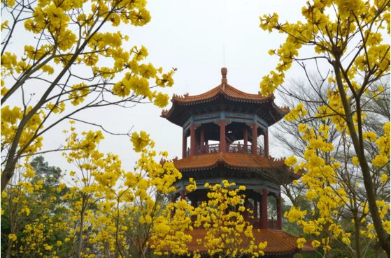 疫情期间广州莲花山景区需携穗康码进入