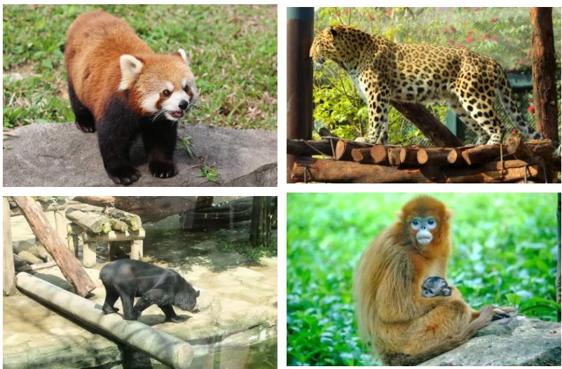 2002广州动物园动物中国节时间报名入口