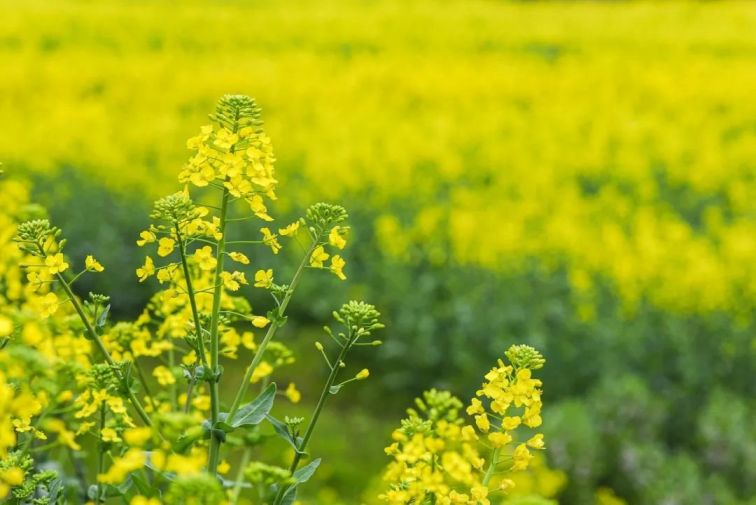 广州2021清明节有什么花开(附赏花景点推荐)