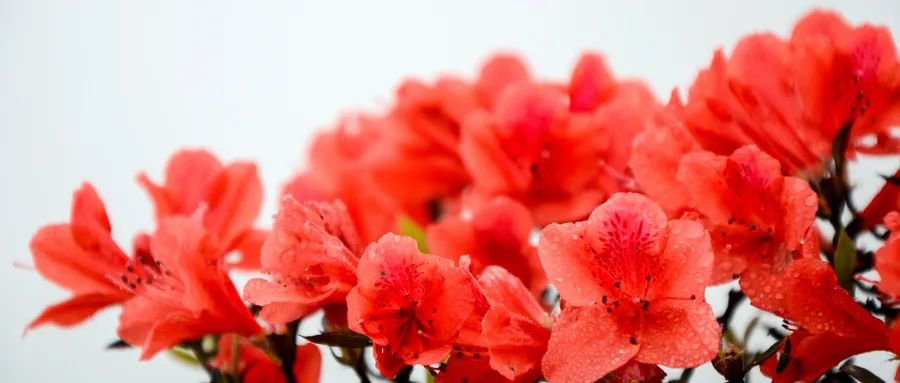 哈尔滨赏花的景点都有哪些？