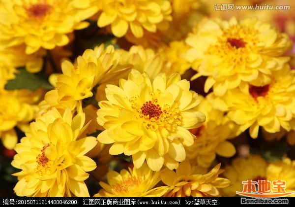  2015年合肥重阳节赏菊去哪好