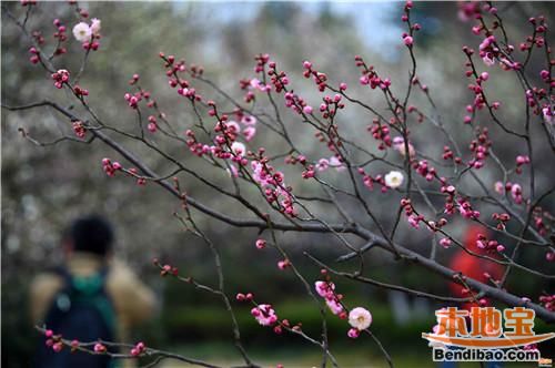 春季赏花踏青好去处——合肥植物园赏春梅
