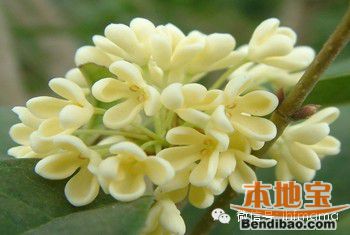 2016合肥中秋去哪玩？合肥赏桂花的公园大盘