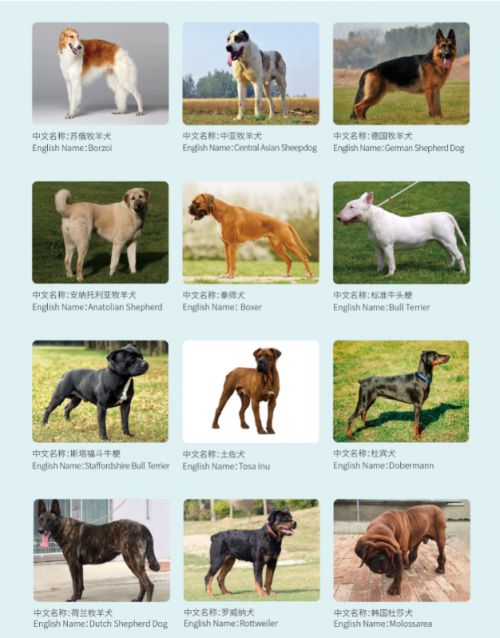 如何给狗狗办狗证 2020818135347_12466.png