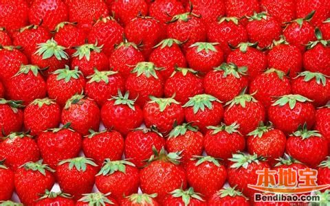 杭州市内哪里可以摘草莓