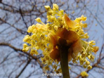 杭州西山国家森林公园看擦树花（图）