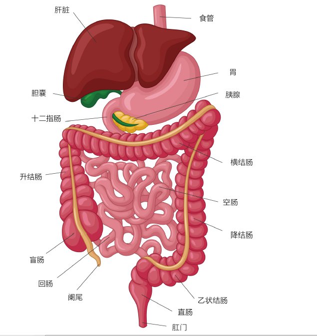 结直肠在身体的哪个部位