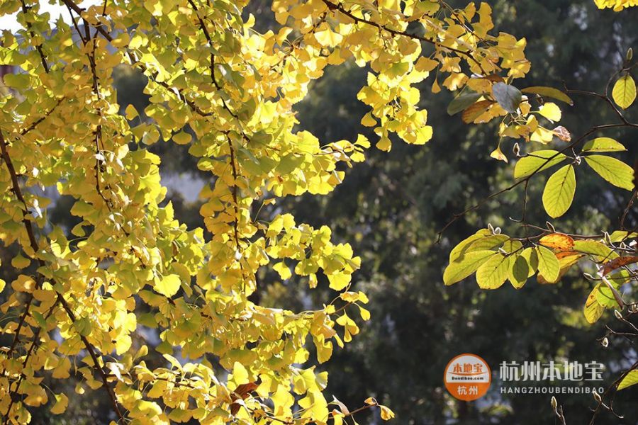 杭州市区八大免费赏银杏的地方