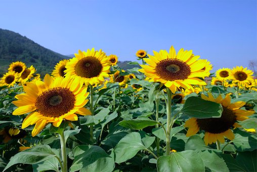 2020秋季杭州哪里能看向日葵花海