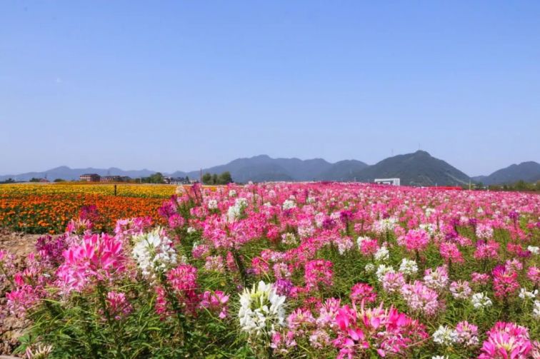 2021杭州富阳阳陂湖公园风景