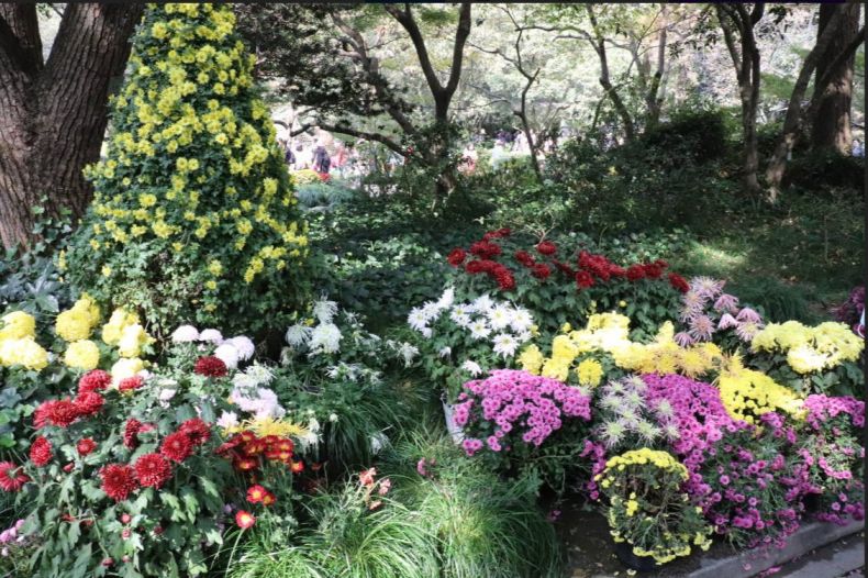 杭州植物园菊花展现场实拍图一览