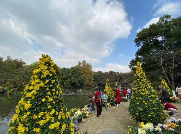 2020杭州植物园菊花展现场实拍图一览