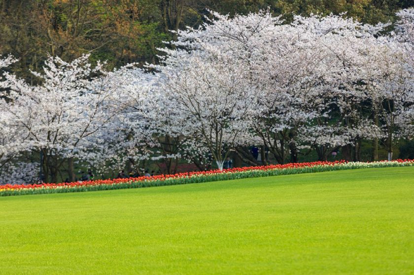 杭州太子湾公园樱花现场实拍图片一览