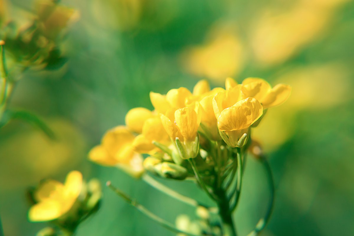 杭州哪里看油菜花？