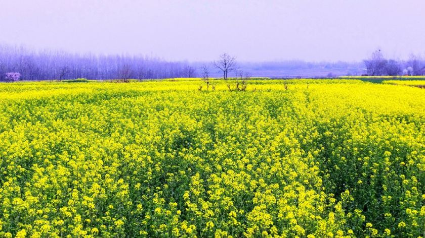 杭州哪里看油菜花？
