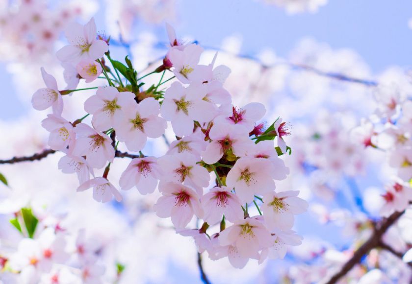 杭州龙井八景看桃花攻略