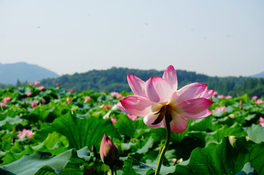 杭州西湖荷花什么时候开 杭州本地宝