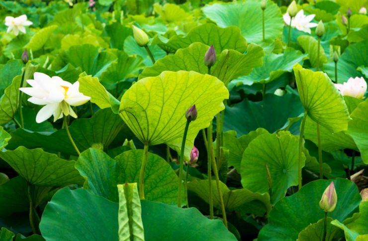 2021杭州西湖荷花什么时候开