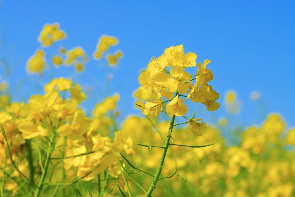 2021杭州桐庐赏花指南（观赏时间 赏花地推荐 持续更新…）