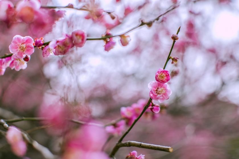 2021超山梅花节(时间 门票 交通)