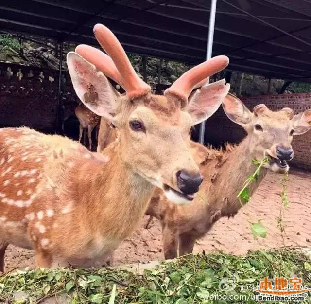 2016年重庆端午节带孩子去哪玩? 羊鹿山看梅花鹿还有音乐溶洞