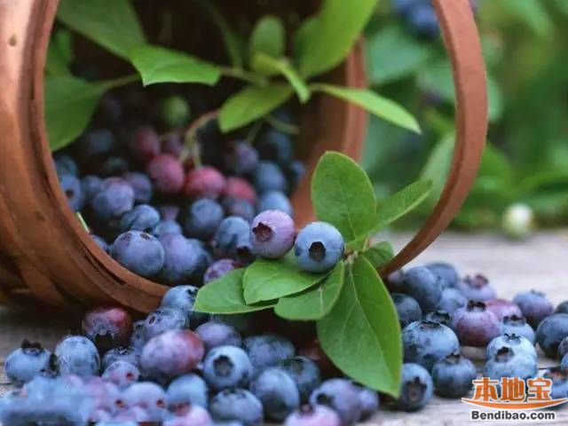 重庆最全蓝莓采摘地图 按图索骥采摘蓝莓去