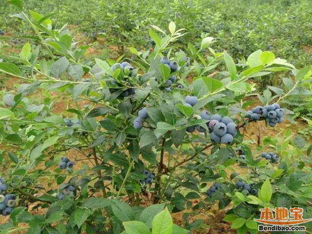 重庆周边5个蓝莓采摘基地 好吃又好耍