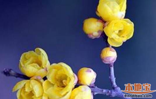 重庆1月9大赏花胜地推荐:腊梅、海棠、兰花竞