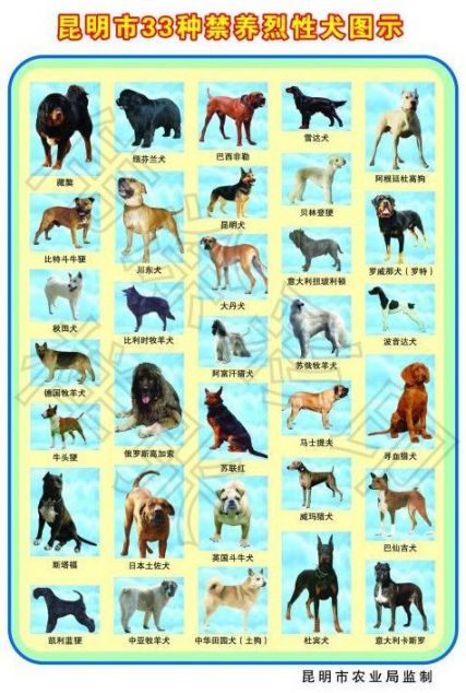 昆明禁养犬种名单(带配图)