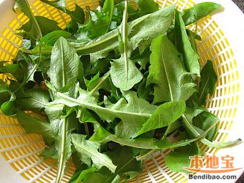 蒲公英乌冬汤面rM.jpg