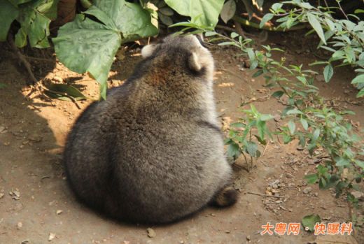 广州动物园浣熊胖成球 身子圆滚滚像熊猫(组图)