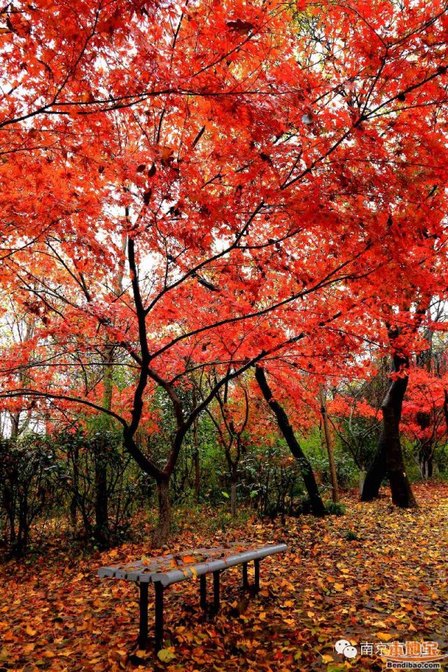 自驾:玄武大道-312国道    推荐阅读:   2015南京栖霞山红枫节时间