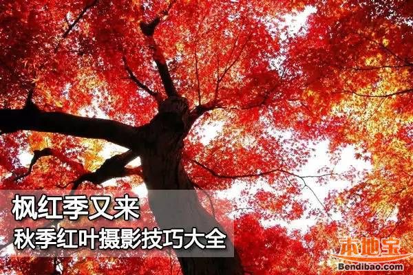 怎样拍出好看的红叶照片？秋季红叶拍摄技巧