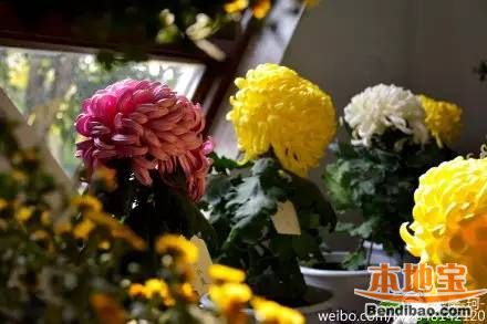 2015南京菊花展汇总及游玩攻略 
