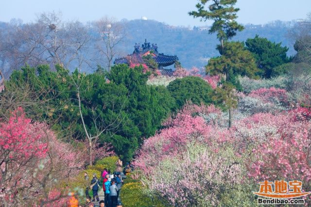 2016南京梅花节赏梅全攻略