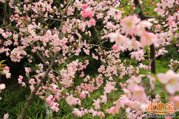 盘点五大看桃花地点    花期:3月中旬   小桃园位于南京下关挹江门外